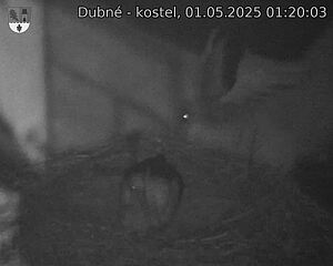 Capi_Dubne_20250501_012003.jpg (1350 x 1080)