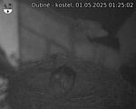 Capi_Dubne_20250501_012502.jpg