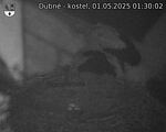 Capi_Dubne_20250501_013003.jpg