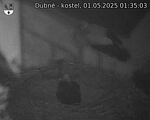 Capi_Dubne_20250501_013503.jpg