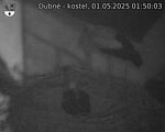 Capi_Dubne_20250501_015003.jpg