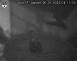 Capi_Dubne_20250501_015502.jpg