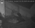 Capi_Dubne_20250501_024002.jpg