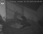 Capi_Dubne_20250501_024503.jpg