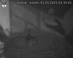 Capi_Dubne_20250501_033502.jpg