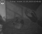 Capi_Dubne_20250501_034502.jpg