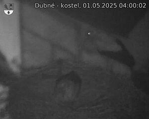 Capi_Dubne_20250501_040002.jpg (1350 x 1080)