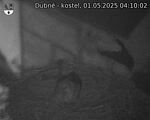 Capi_Dubne_20250501_041002.jpg