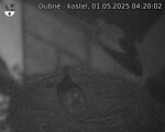 Capi_Dubne_20250501_042002.jpg