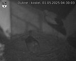 Capi_Dubne_20250501_043003.jpg