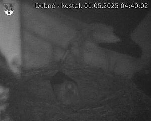 Capi_Dubne_20250501_044002.jpg (1350 x 1080)