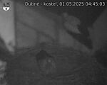 Capi_Dubne_20250501_044503.jpg