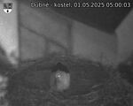 Capi_Dubne_20250501_050003.jpg