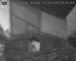 Capi_Dubne_20250501_050503.jpg