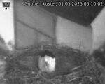 Capi_Dubne_20250501_051002.jpg