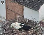 Capi_Dubne_20250501_054503.jpg