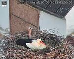 Capi_Dubne_20250501_055503.jpg