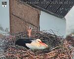 Capi_Dubne_20250501_060003.jpg