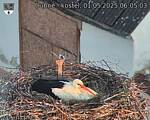 Capi_Dubne_20250501_060503.jpg