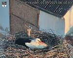 Capi_Dubne_20250501_061003.jpg