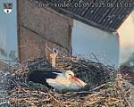 Capi_Dubne_20250501_061503.jpg