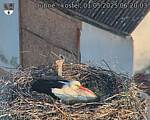 Capi_Dubne_20250501_062003.jpg