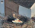 Capi_Dubne_20250501_062503.jpg