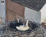 Capi_Dubne_20250501_065003.jpg