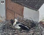 Capi_Dubne_20250501_071003.jpg