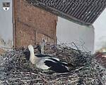 Capi_Dubne_20250501_072003.jpg