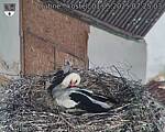 Capi_Dubne_20250501_072503.jpg