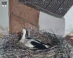 Capi_Dubne_20250501_073003.jpg