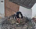 Capi_Dubne_20250501_073503.jpg