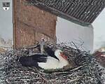 Capi_Dubne_20250501_074003.jpg