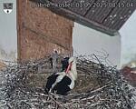 Capi_Dubne_20250501_081504.jpg