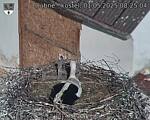 Capi_Dubne_20250501_082504.jpg