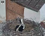 Capi_Dubne_20250501_083002.jpg