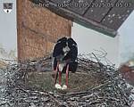 Capi_Dubne_20250501_090503.jpg