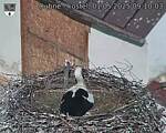 Capi_Dubne_20250501_091003.jpg