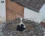 Capi_Dubne_20250501_091503.jpg