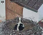 Capi_Dubne_20250501_093003.jpg