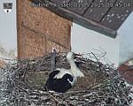 Capi_Dubne_20250501_094504.jpg