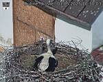 Capi_Dubne_20250501_103003.jpg
