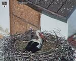 Capi_Dubne_20250501_104003.jpg