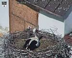 Capi_Dubne_20250501_110503.jpg