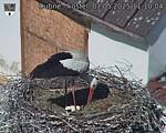 Capi_Dubne_20250501_111004.jpg