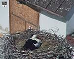 Capi_Dubne_20250501_111503.jpg