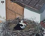Capi_Dubne_20250501_112003.jpg