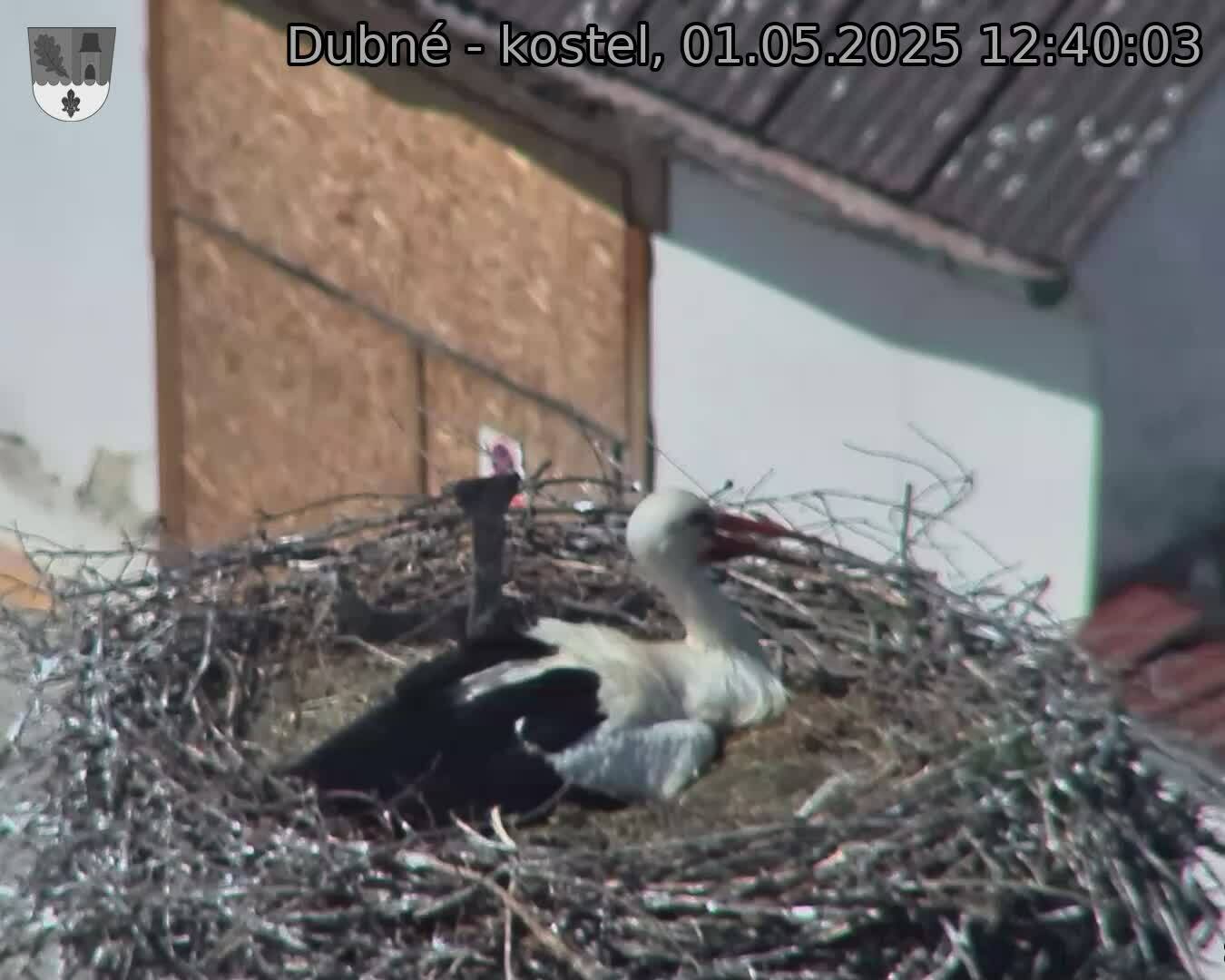 Capi_Dubne_20250501_124003.jpg (1350 x 1080)