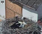 Capi_Dubne_20250501_124502.jpg